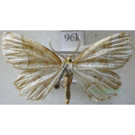 Cepphis advenaria (Hübner, 1790) male Cefis borówczak Slovakia96k